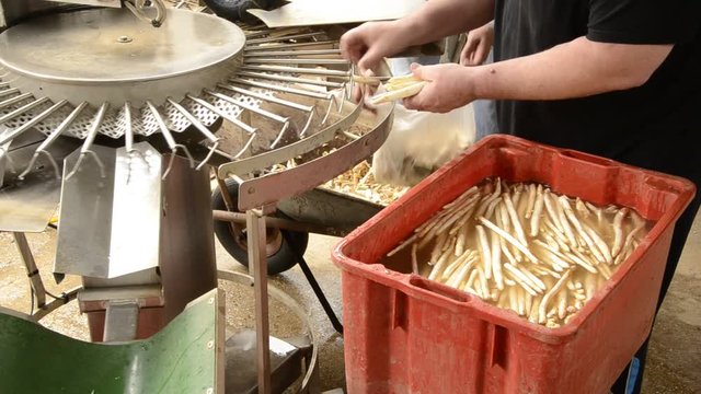 Asparagus officinalis هليون Gem&uuml;sespargel Asparagi Chřest l&eacute;kařsk&yacute; Aspargo Szparag lekarski Спаржа лекарственная Asparago bianco Asperge di Tavagnacco Asperge 아스파라거스 Esp&aacute;rrago 芦笋 アスパラガス Harvest