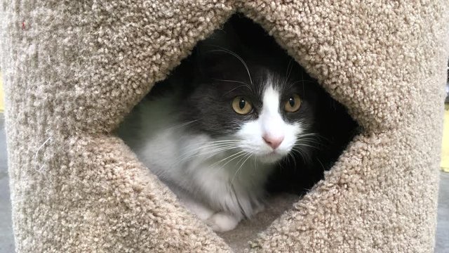 Long haired gray and white kitten watching from inside cat post, pounces out of the hole