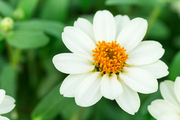 Single white flower with a copy space.