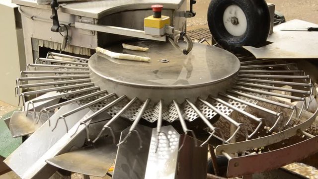 Asparagus officinalis هليون Gem&uuml;sespargel Asparagi Chřest l&eacute;kařsk&yacute; Aspargo Szparag lekarski Спаржа лекарственная Asparago bianco Asperge di Tavagnacco Asperge 아스파라거스 Esp&aacute;rrago 芦笋 アスパラガス Harvest