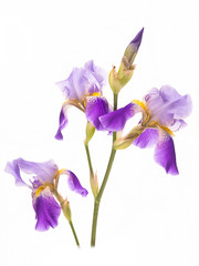 Fototapeta na wymiar violet flower iris on the white background