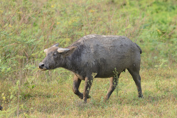 Thai buffalo in natural