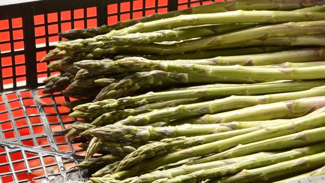 Asparagus officinalis هليون Gem&uuml;sespargel Asparagi Chřest l&eacute;kařsk&yacute; Aspargo Szparag lekarski Спаржа лекарственная Asparago verde Asperge di Tavagnacco Asperge 아스파라거스 Esp&aacute;rrago 芦笋 アスパラガス Harvest green