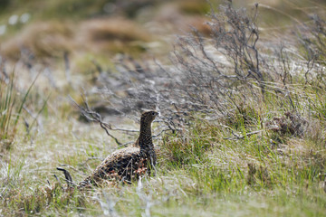 Female Red Grouse (lagopus lagopus scotical)