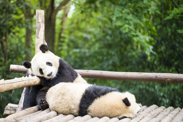 two giant pandas bear sleeping