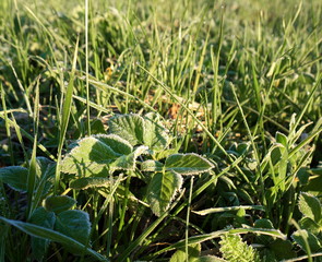Morning hoarfrost on grass, Shot in a sunlight in the sunrise.