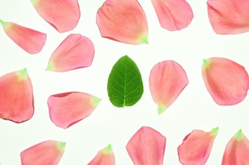 Rose's pink petals and leaf on white background