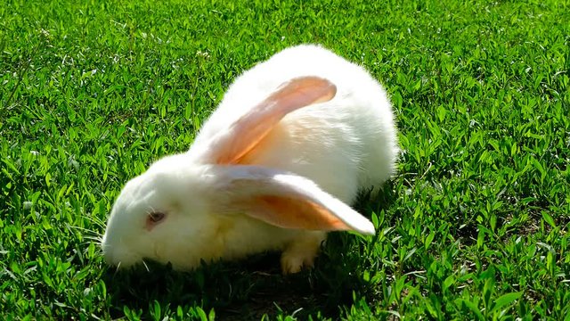 White rabbit on green grass