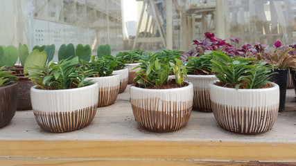 small plant pots