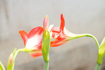 Obraz premium Orange flowes.