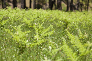 Flora of Gran Canaria - Pteridium ferns