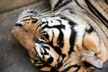 Tiger In Deep Sleep