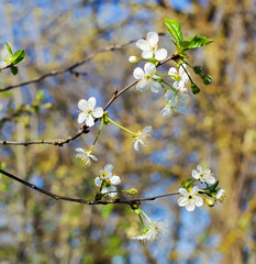 Spring Cherry blossoms, white flowers.