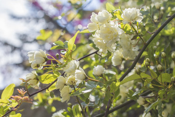 background branch bush landscape view of white roses in the garden in the sunshine