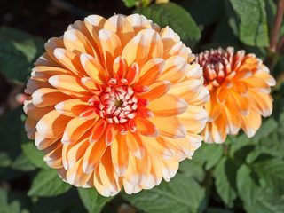 Dahlien, Dahlias