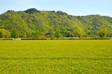 田舎風景