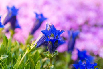 Trumpet gentian, blue spring flower in garden