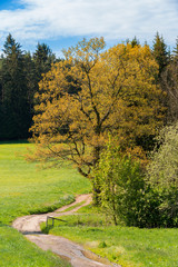 rural path with trees next to meadows