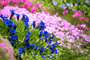 Trumpet gentian, blue spring flower in garden