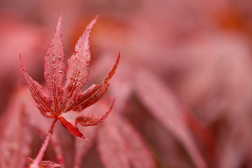 water drops on red mapple leaf