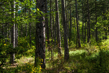 forêt des Hautes Alpes - France