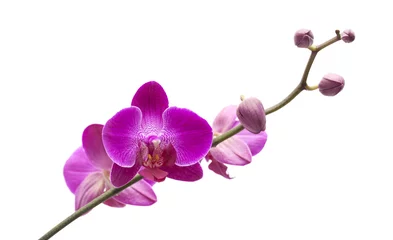 Keuken foto achterwand Orchidee overvloedige bloei van magenta phalaenopsis