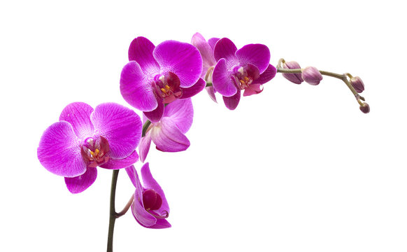 Fototapeta abundant flowering of magenta phalaenopsis