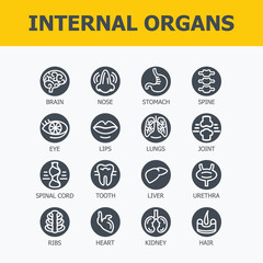 Internal organs set. Medical infographic icons, human organs, body anatomy. Vector icons of internal human organs Flat design. Internal organs icons. Internal organs icons art.