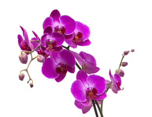 abundant flowering of magenta phalaenopsis