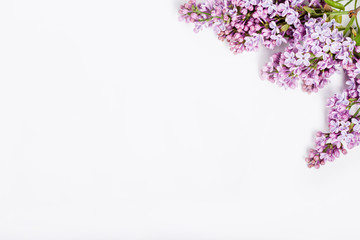 Lilac flowers on pink background on right side of white backgrou
