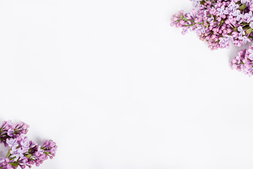 Lilac flowers on pink background on corners of white background
