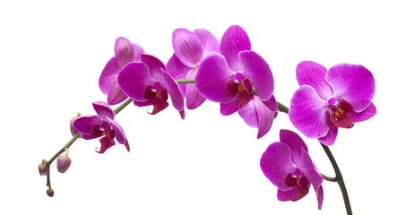 Papier Peint photo Orchidée floraison abondante de magenta phalaenopsis