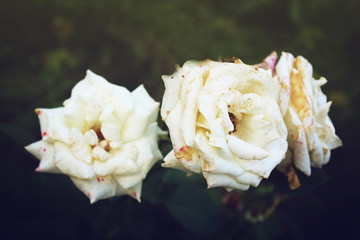 Beautiful white roses in the garden