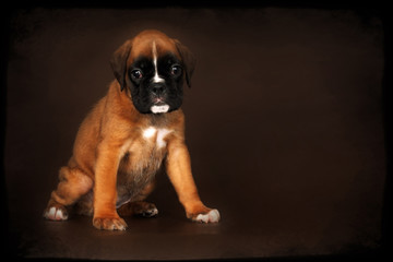 Cute red puppy boxer sitting
