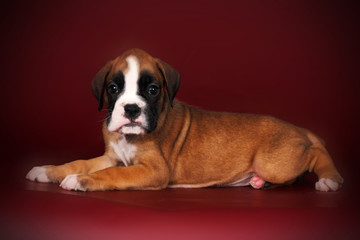 Cute puppy of breed boxer with white paws and muzzle lies