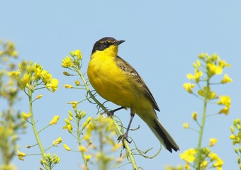 Corn Bunting ( Miliaria calandra ) singing in a field of rapeseed