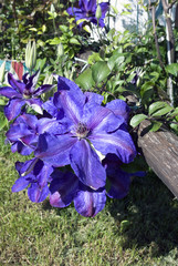 il fiore viola della Clematis