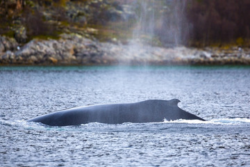 Fototapeta premium Large humpback whale in the arctic sea