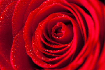 Red Rose with Droplets