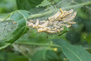 Raupen-Nest