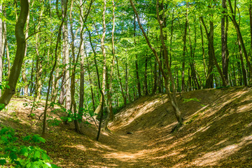Fototapeta na wymiar bunter Sommer Wald mit hügeligem Untergrund 