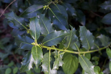close up on Ilex aquifolium