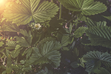 close up on anthyrium filix