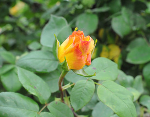 Yellow and Pink Rose flower