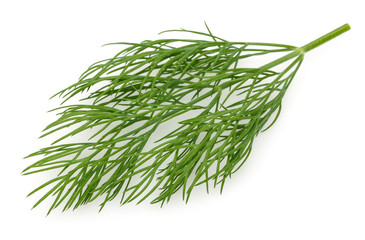 A bunch of fresh dill 