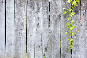 Old wooden background. boards