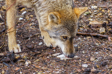 Closeup of wet Canis Lupus Signatus head sniffing
