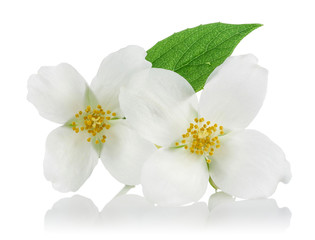 Fototapeta na wymiar White flowers of jasmine 