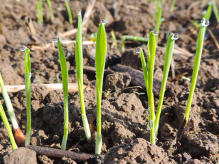 seed plants with dew drops