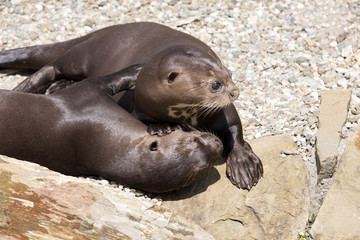 Giant Otter, Pteronura brasiliensis, is very playful
